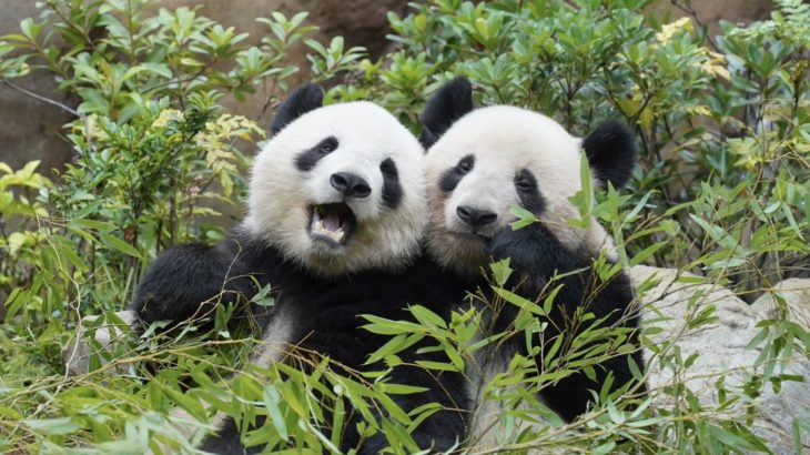 東京観光で行くべき！上野動物園攻略ガイド】今しか会えない  