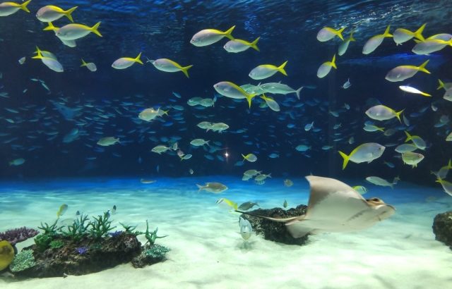 生きてるうちに行きたい！世界の水族館３選　　　　驚きと魅力の海洋生物の世界　＃ソロ旅おすすめ