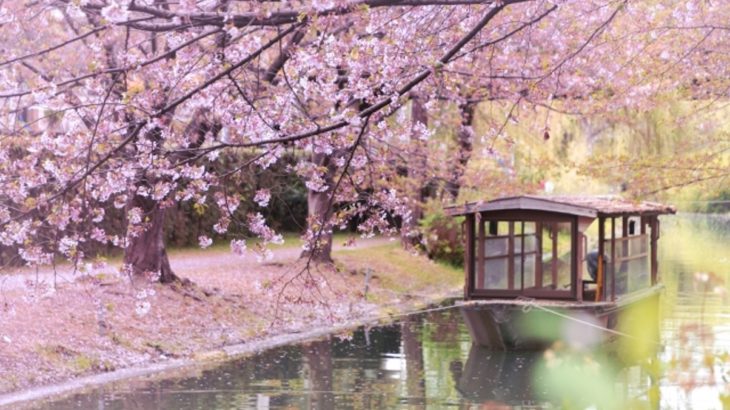【2024年春】GWの一人旅に！春の京都おすすめスポット