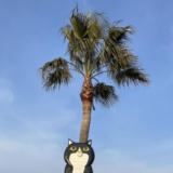 2024年後期朝ドラ【おむすび】はいつから？舞台となる糸島の魅力とは？