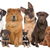 【必見！】一人暮らしにおすすめの犬種10選：家族が増えても愛される犬種選び