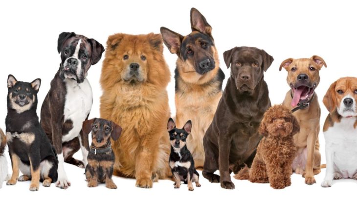 【必見！】一人暮らしにおすすめの犬種10選：家族が増えても愛される犬種選び