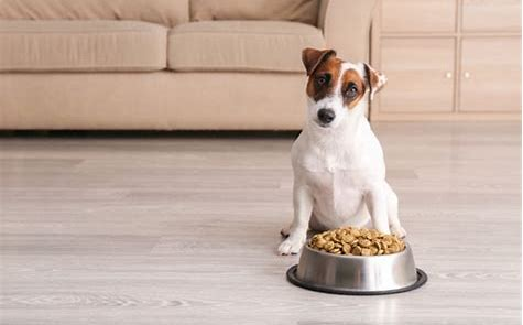 【犬の飼い主さん必見！】愛犬の健康、守れていますか？