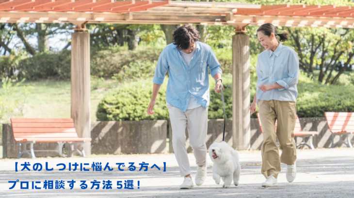 【犬のしつけに悩んでる方へ】プロに相談する方法5選！有料・無料あり