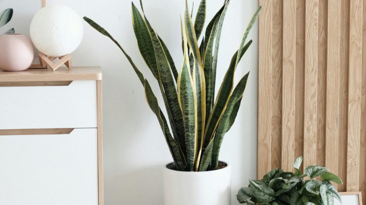 忙しいあなたにおすすめ！育てやすい癒しの観葉植物3選！！！