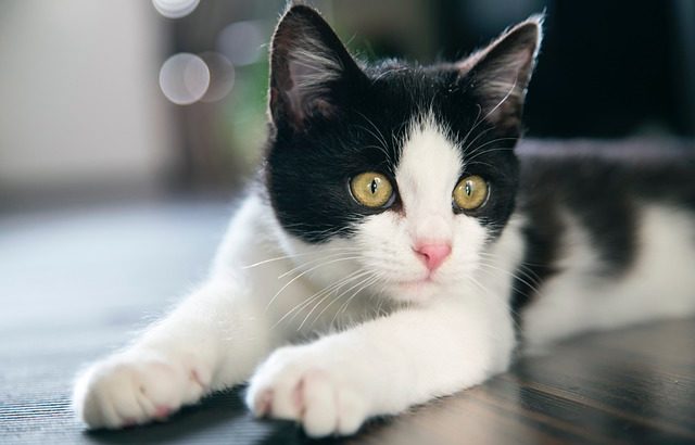 【３分完全ガイド】初めて猫を飼う方必見！！ 事前準備からお迎え後まで　 かかる費用もまとめて解説