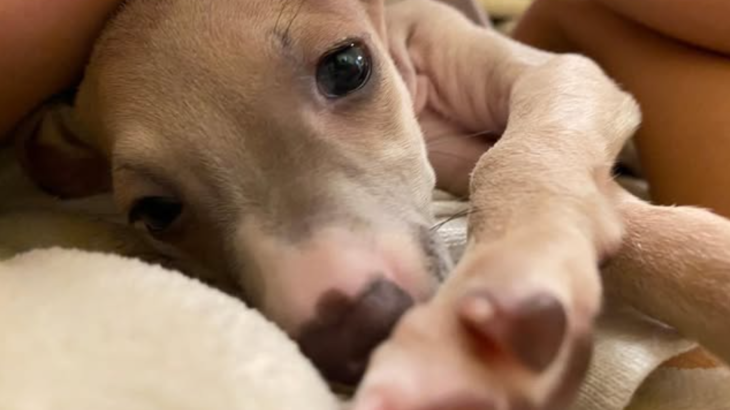 【イタリアングレーハウンドってどんな犬？？】  イタグレの性格や特徴・飼い方を徹底解説！