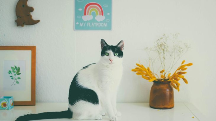 10歳の猫は人間の56歳！　長寿猫を目指そう！　  【猫の健康管理＆病気発見対策】