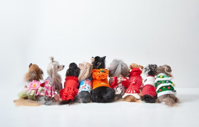 犬服は必需品！？　愛犬におすすめ高級ブランド紹介